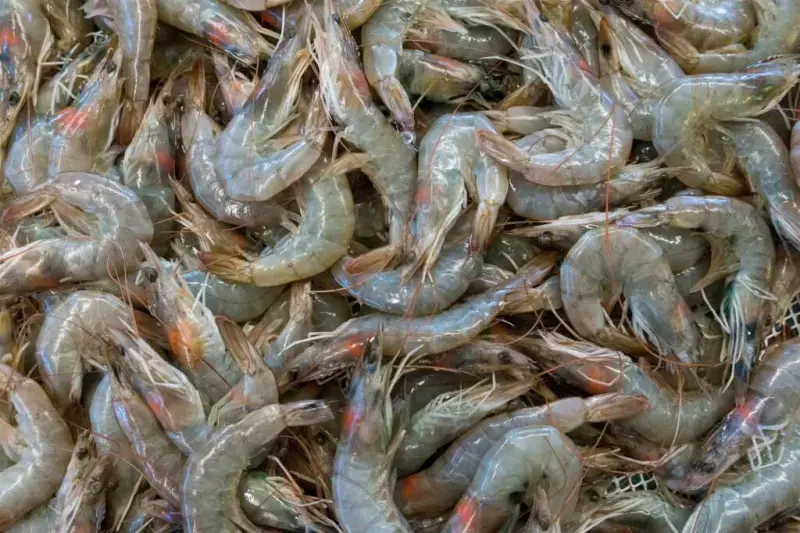 白蝦出口銳減 宏都拉斯蝦農求113億紓困