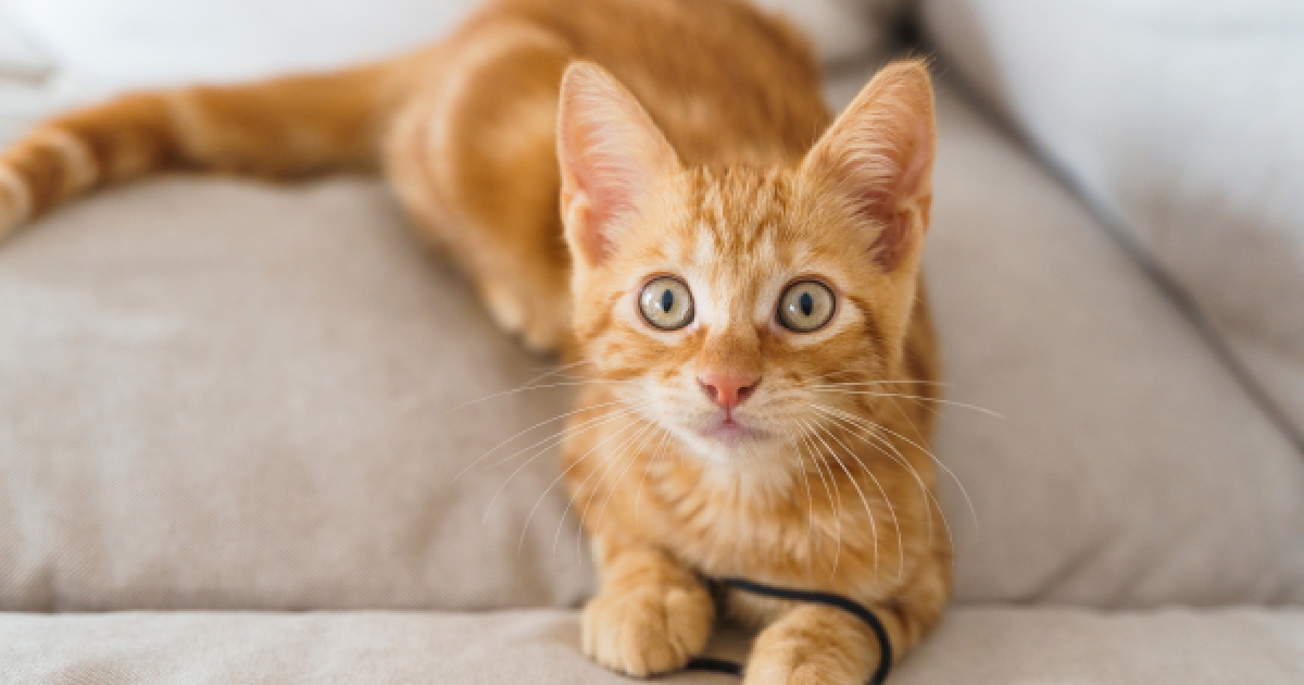 una psicóloga de mascotas desmiente el gran mito sobre los gatos
