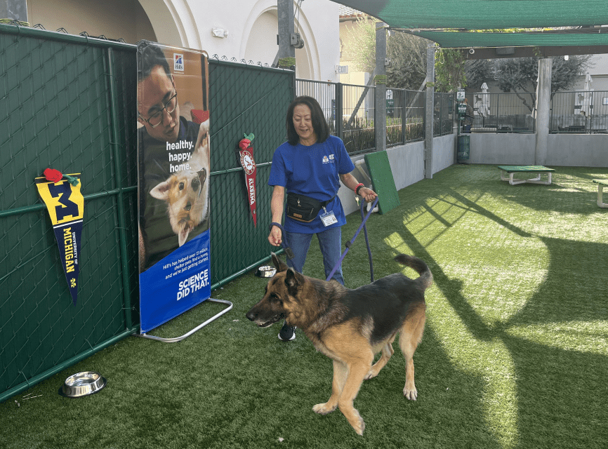 Who Will Be Top Dog At 2024 Rose Bowl Pasadena Shelter Pups Make   AA1ma2Qj.img