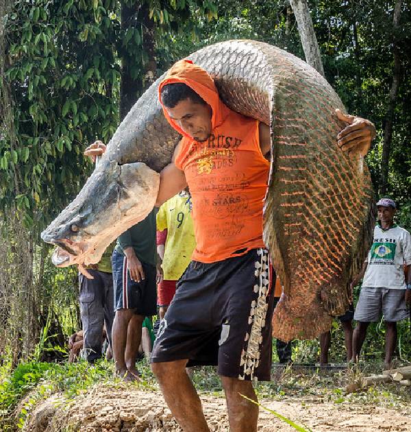 amazon, invasor acuático: el pez de 200 kilos que amenaza las especies de la amazonia