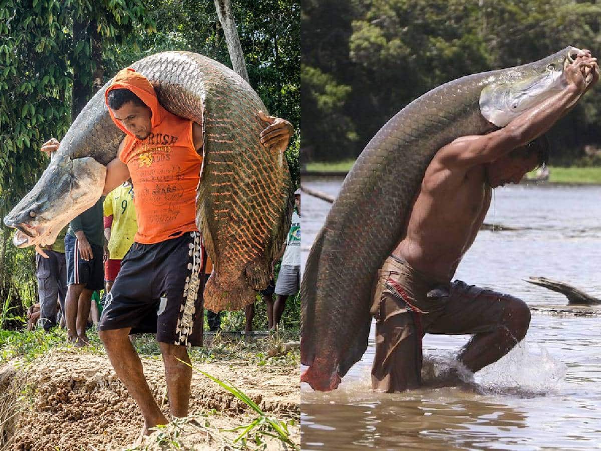 amazon, invasor acuático: el pez de 200 kilos que amenaza las especies de la amazonia