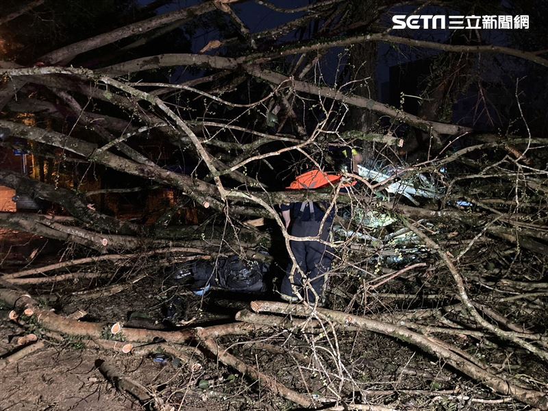 南投地理中心碑巨樹突然倒塌，下方三名運動的晨運老人背壓在樹底傷重送醫。(圖/翻攝畫面)