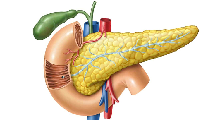 <p>  <h3><strong>ANSWERS:</strong></h3>   <ul> <li>Liver</li> <li>Gallbladder</li> <li>Appendix</li> <li>Pancreas</li> </ul>  </p>