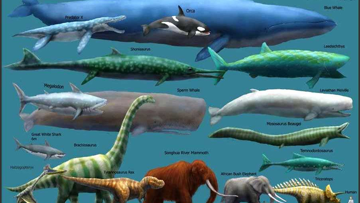 <p>  <h3><strong>ANSWERS:</strong></h3>   <ul> <li>Shark</li> <li>Blue Whale</li> <li>Elephant</li> <li>Giant Squid</li> </ul>  </p>