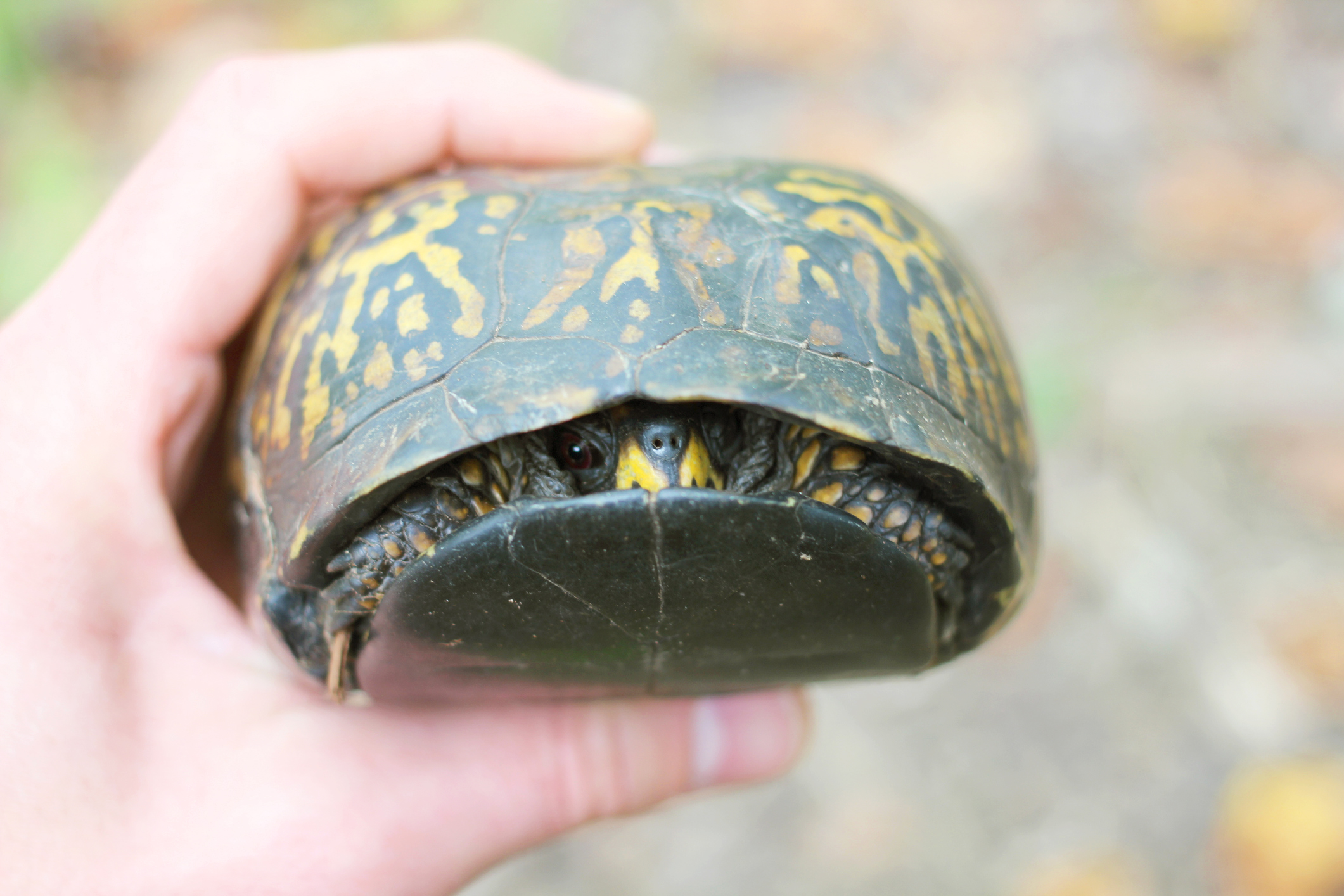 12 Cute Box Turtle Pictures & Fast Facts