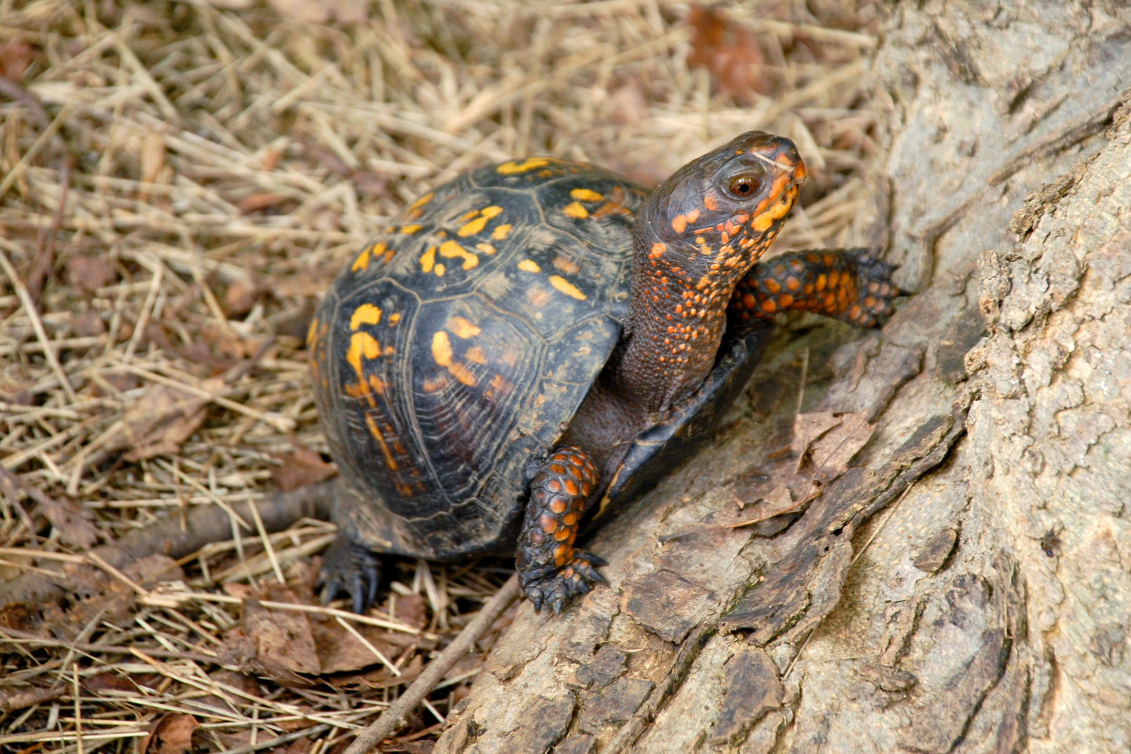 12 Cute Box Turtle Pictures & Fast Facts