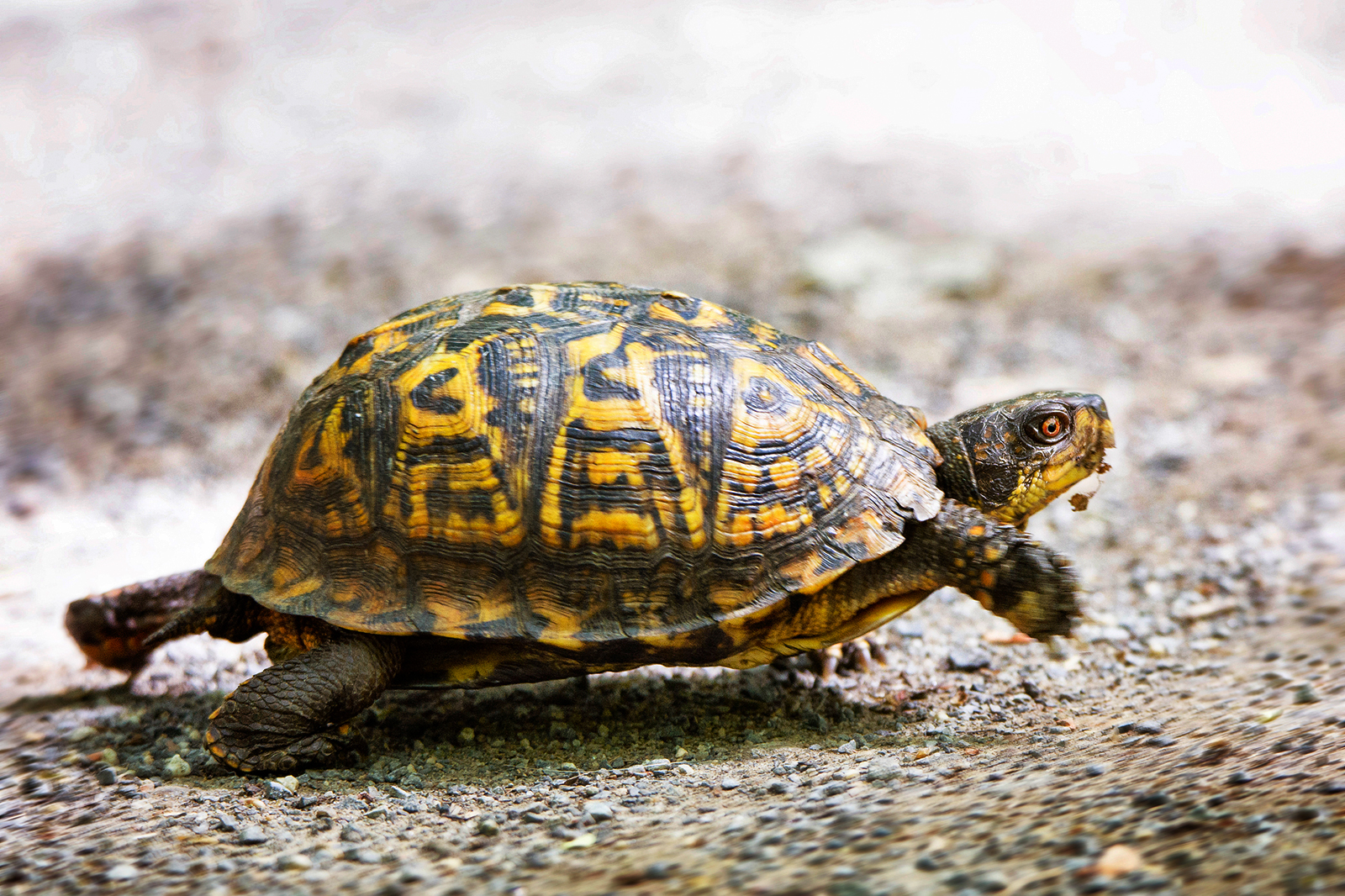 12 Cute Box Turtle Pictures & Fast Facts