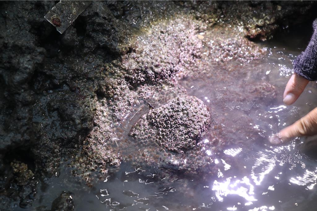 桃園市觀音區大潭藻礁中的柴山多杯孔珊瑚。（蔡明亘攝）