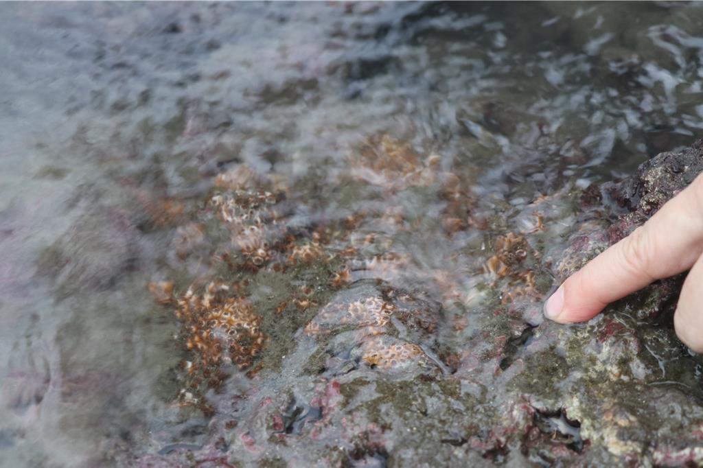 桃園市觀音區大潭藻礁生態備受關注。（蔡明亘攝）