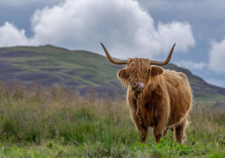 Planning a Trip to Scotland