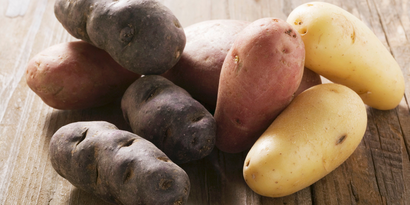 Картофель ариэль фото. Кормовые сорта картофеля. Картофель сорта урожайные. Необычные сорта картофеля. Клубень картошки.
