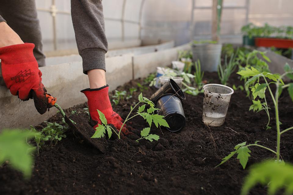 čas na výsev paprik: první kroky k úspěšnému pěstování