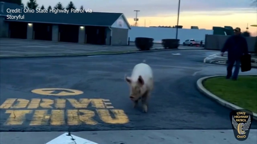 Ohio Troopers Work To Capture Runaway Pig In McDonald’s