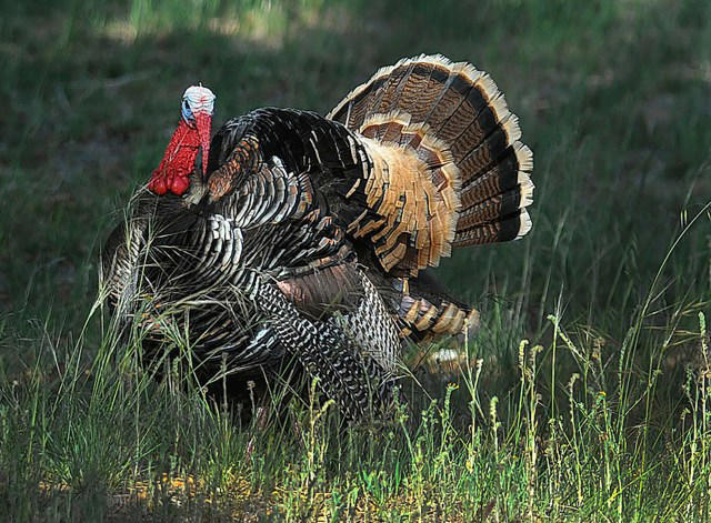 Wild turkey population is declining rapidly, puzzling scientists: ‘It may be a bunch of things all adding together’