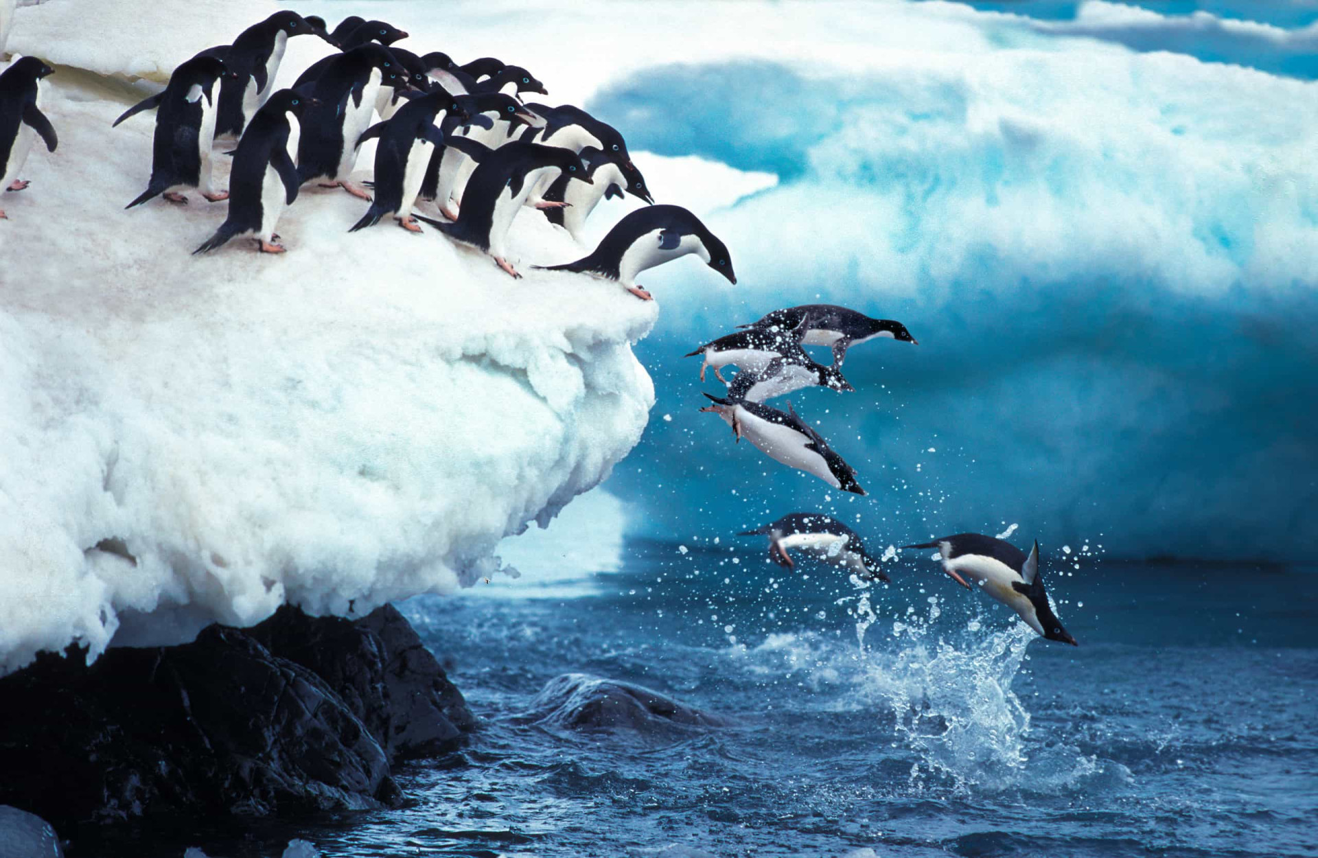 Precious penguin facts that will melt your heart