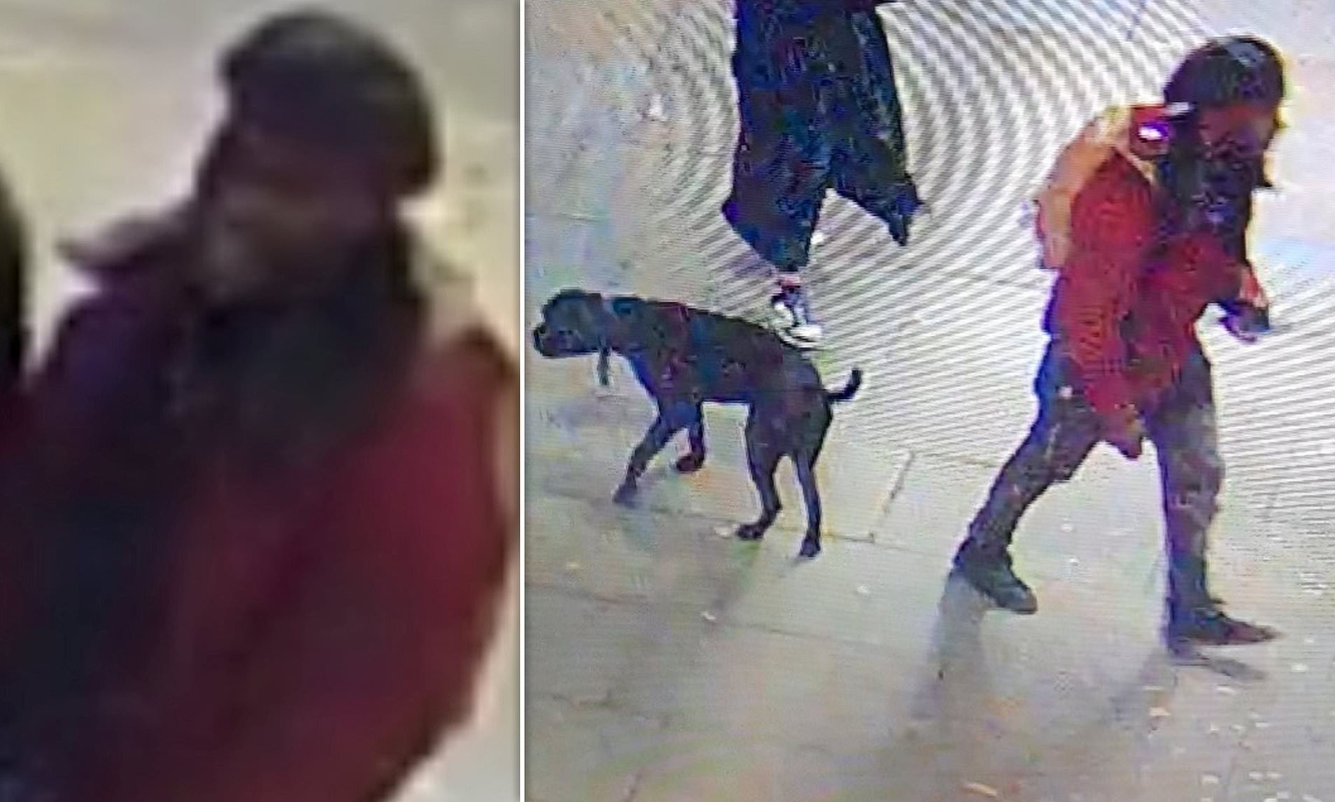 Man Is Stabbed After Confronting Dog-walker About Cleaning Up Their Pet ...