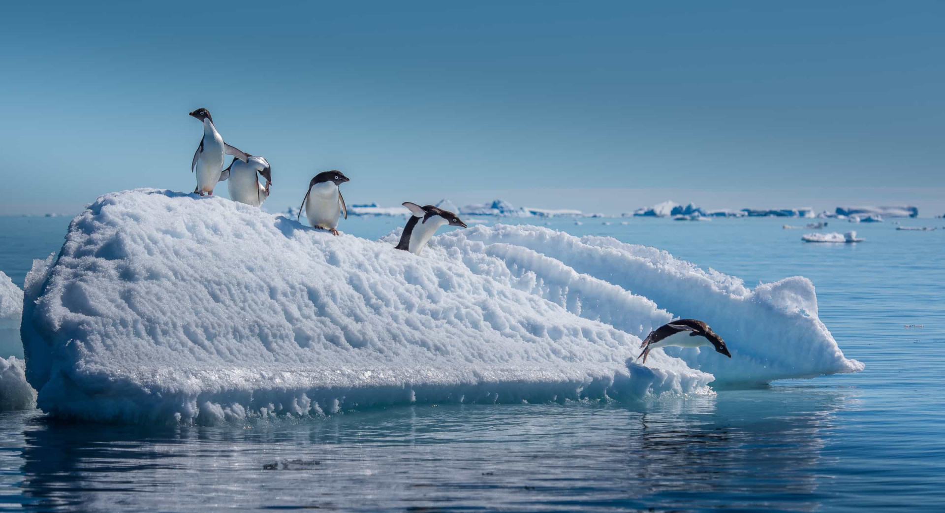 Precious penguin facts that will melt your heart