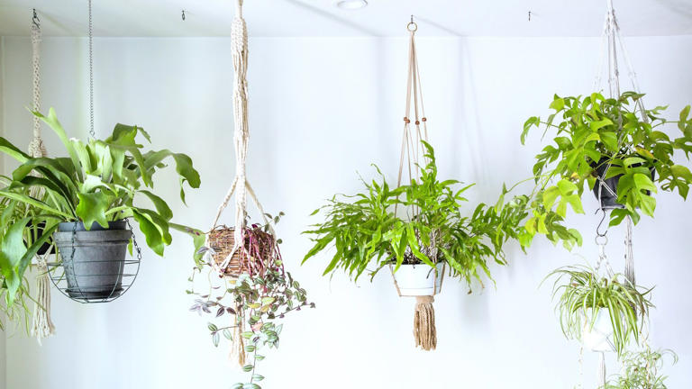 Best indoor hanging plants: 12 trailing houseplants for cascading ...