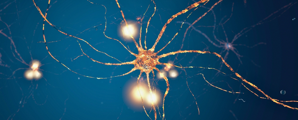 neurons in the brain appear to follow a distinct mathematical pattern