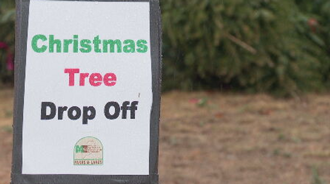 Popham Beach seeks Christmas tree donations to prevent dune erosion