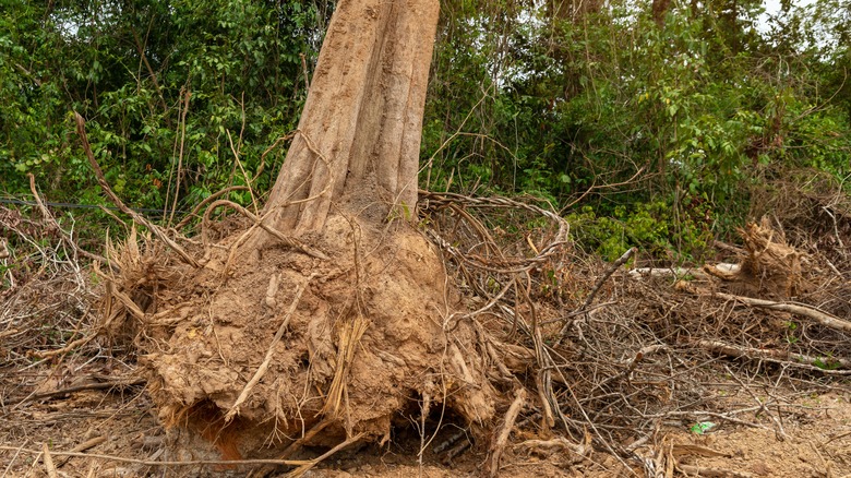 why you should think twice before planting a tree too close to an old stump