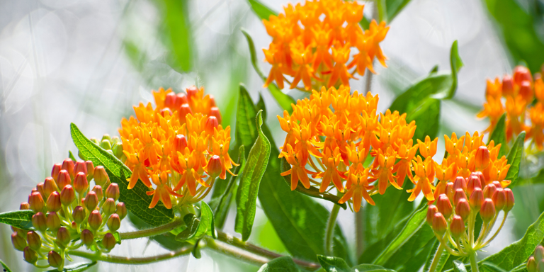 How to Choose and Grow the Milkweed Plant