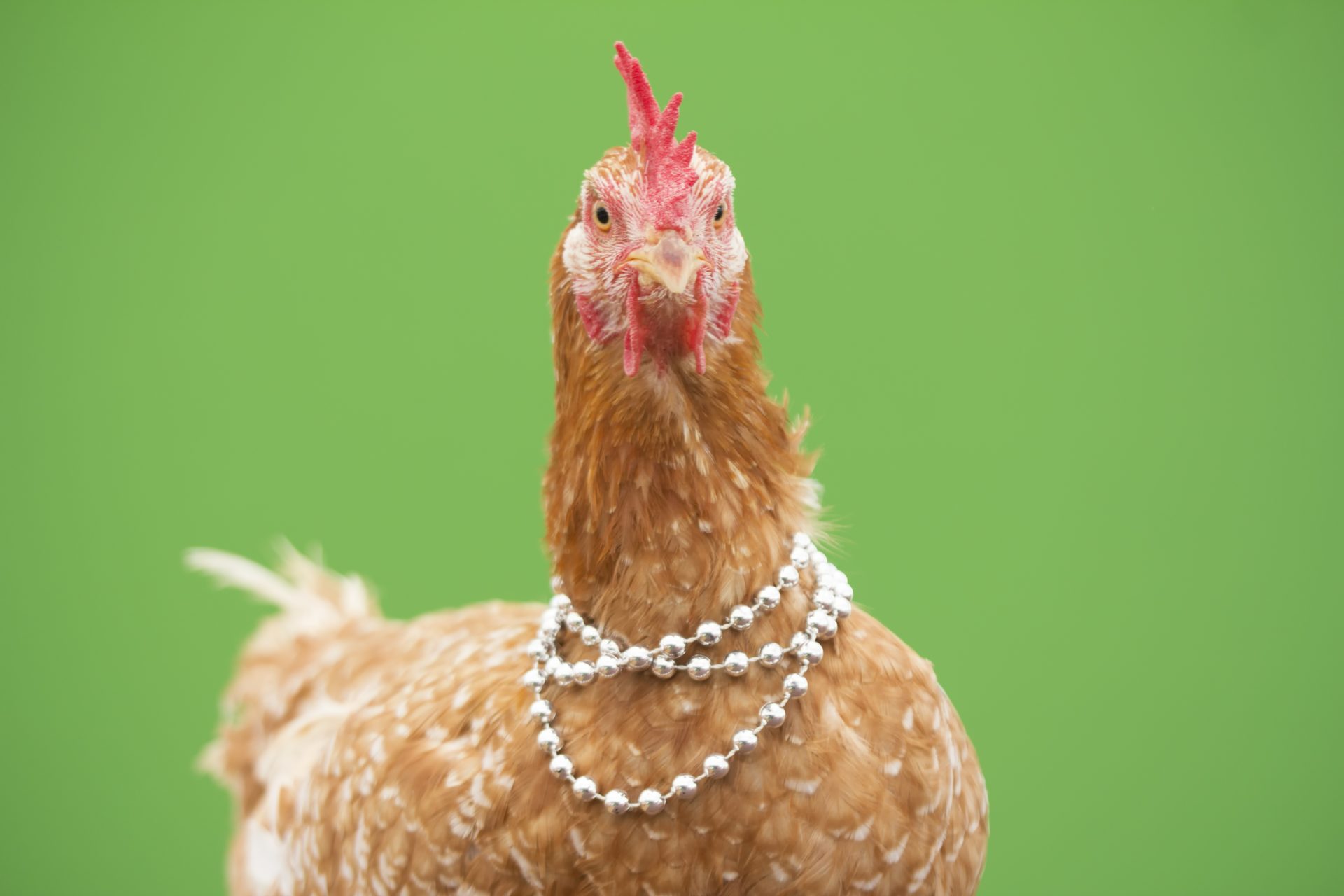 Zaxby's bringing back fanfavorite salad, egg rolls for a limited time