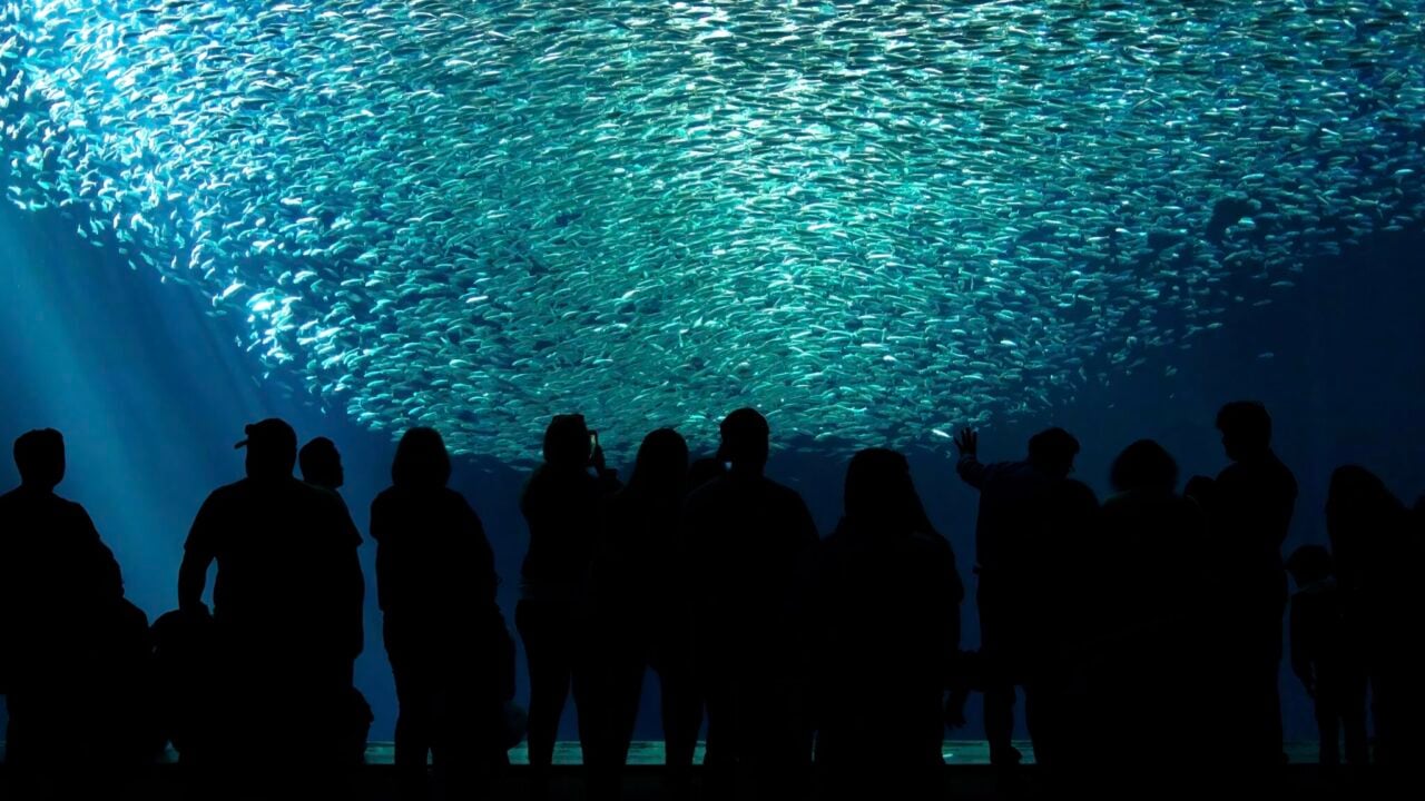 <p>Fun for the entire family, the Monterey Aquarium is a world-class marine experience. Home to 80,000 plants and animals, expect to see sea otters, sharks, and penguins. Plus, the museum is situated in an excellent location, right on the scenic and historic Cannery Row.</p>