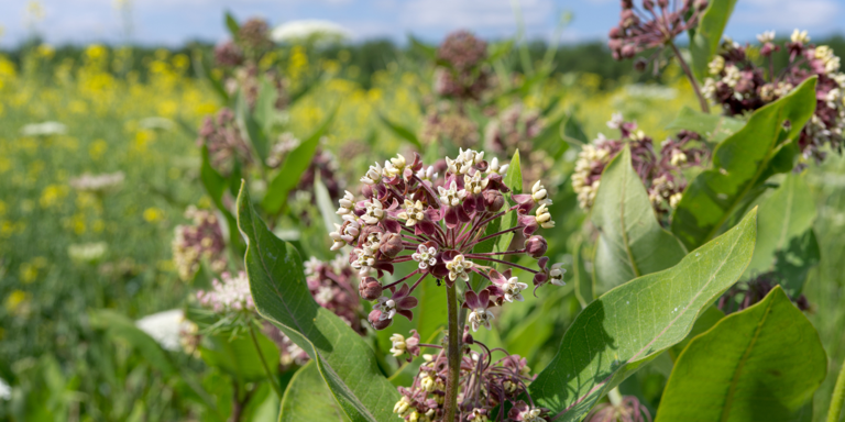 How to Choose and Grow the Milkweed Plant