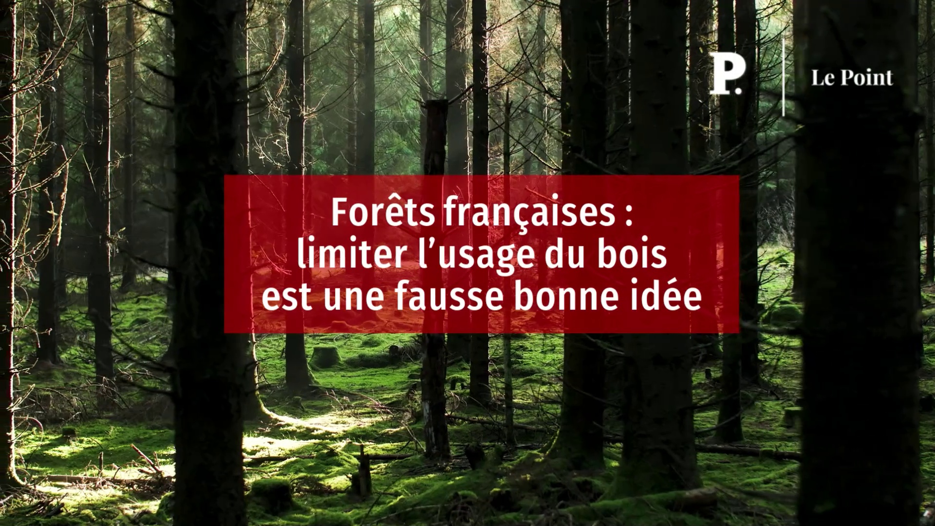 Forêts Françaises : Limiter L’usage Du Bois Est Une Fausse Bonne Idée