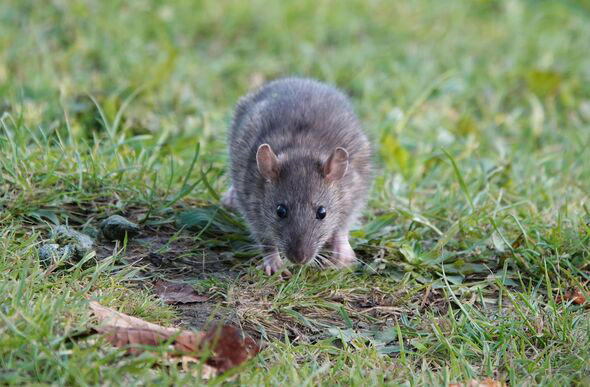 Plants ‘offensive and repulsive' to rats to keep them out of your ...