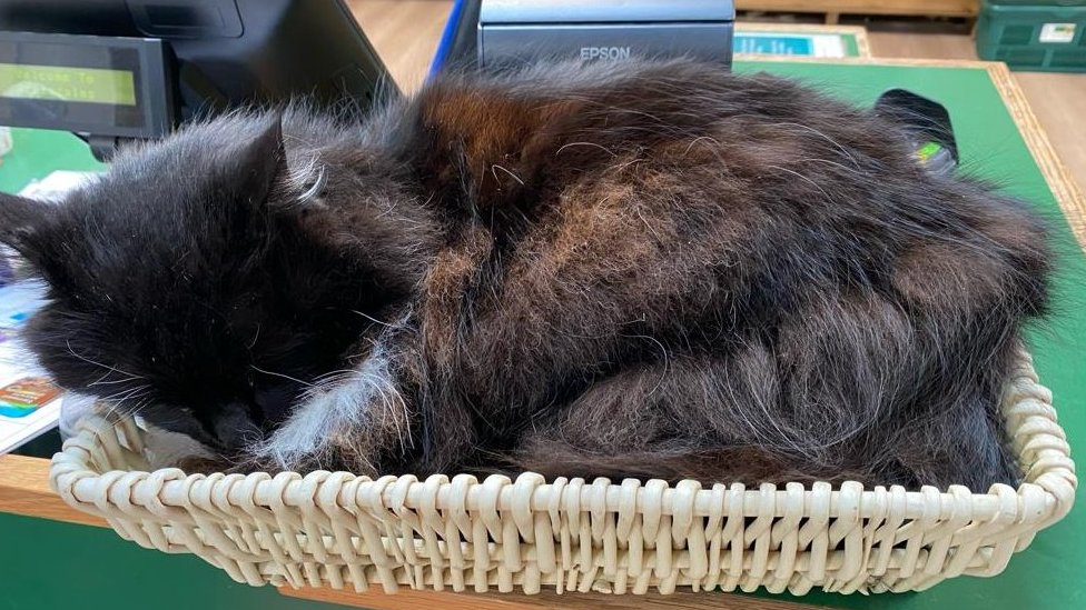 cats nip in to garden centre and make it their home