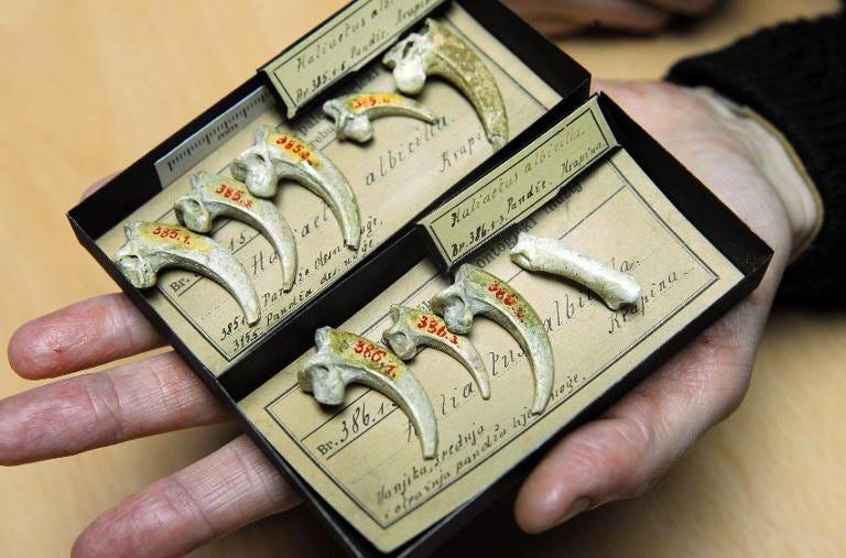 This is thought to have been Neanderthal jewelry created using eagle talons 130,000 years ago. AFP