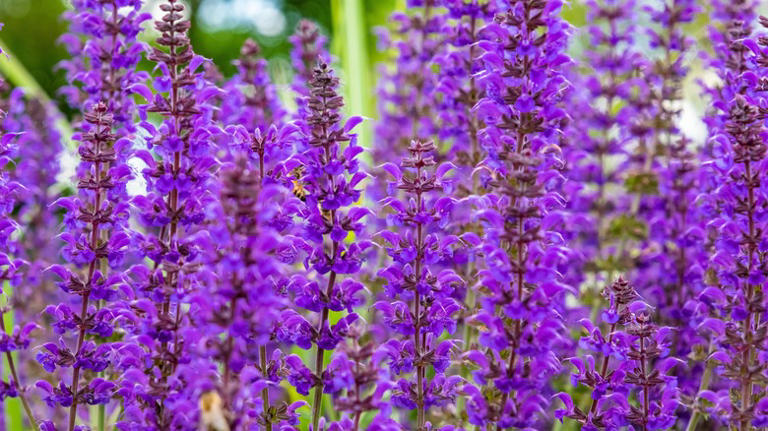 The Earthy Herb You'll Want To Plant Next To Lavender In The Garden