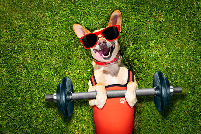A stock image of a dog getting healthy. Experts have shared their tips for getting healthy.