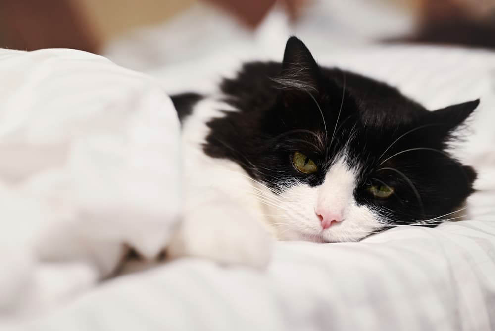 7 Symptoms of Intestinal Parasites in Cats