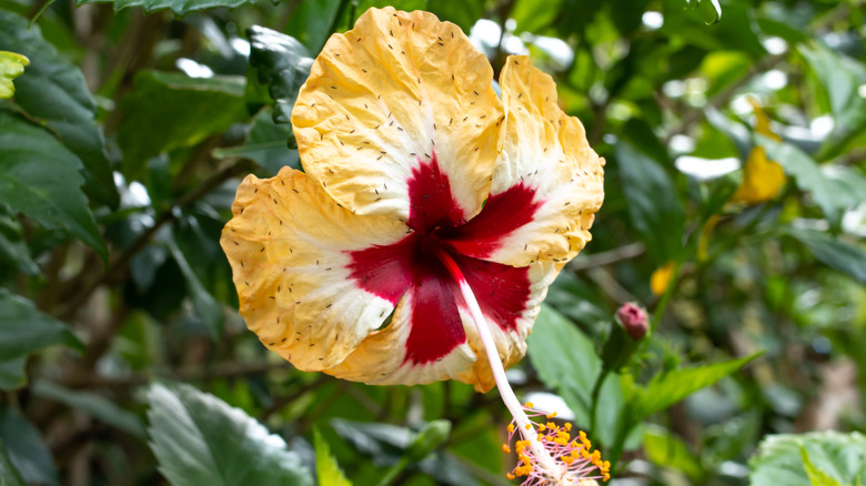 How To Prevent Pests From Taking Over Your Hardy Hibiscus Plants