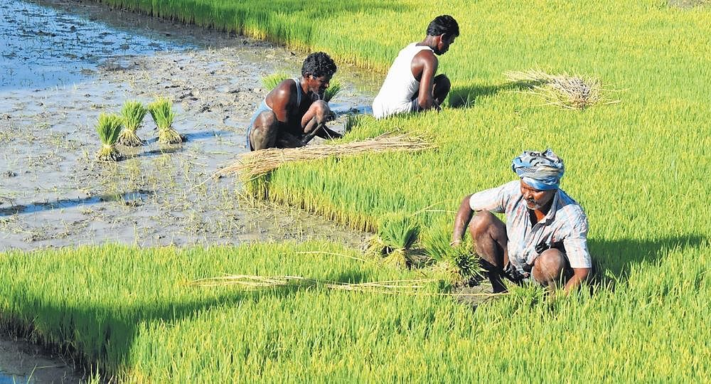 2024 Making Agriculture More Profitable Despite Drought Floods   AA1mkEMK.img