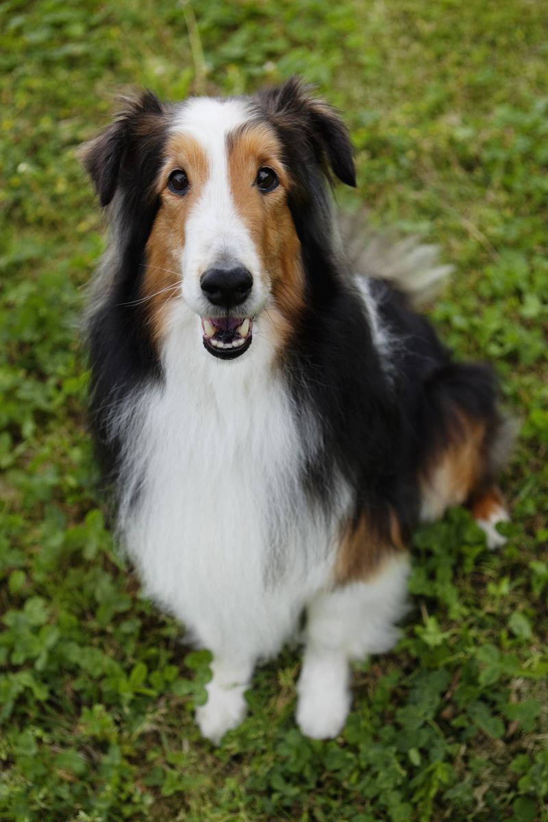 Shetland Sheepdog