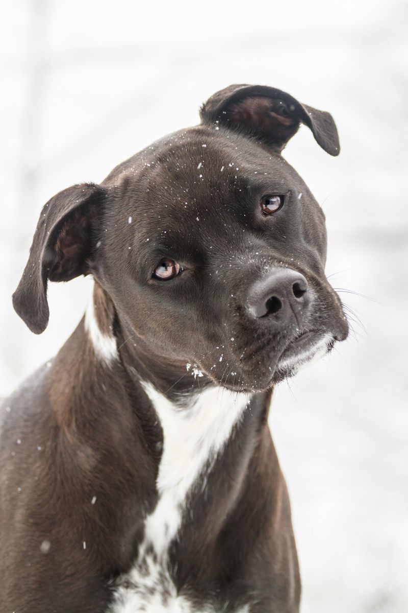 American Staffordshire Terrier