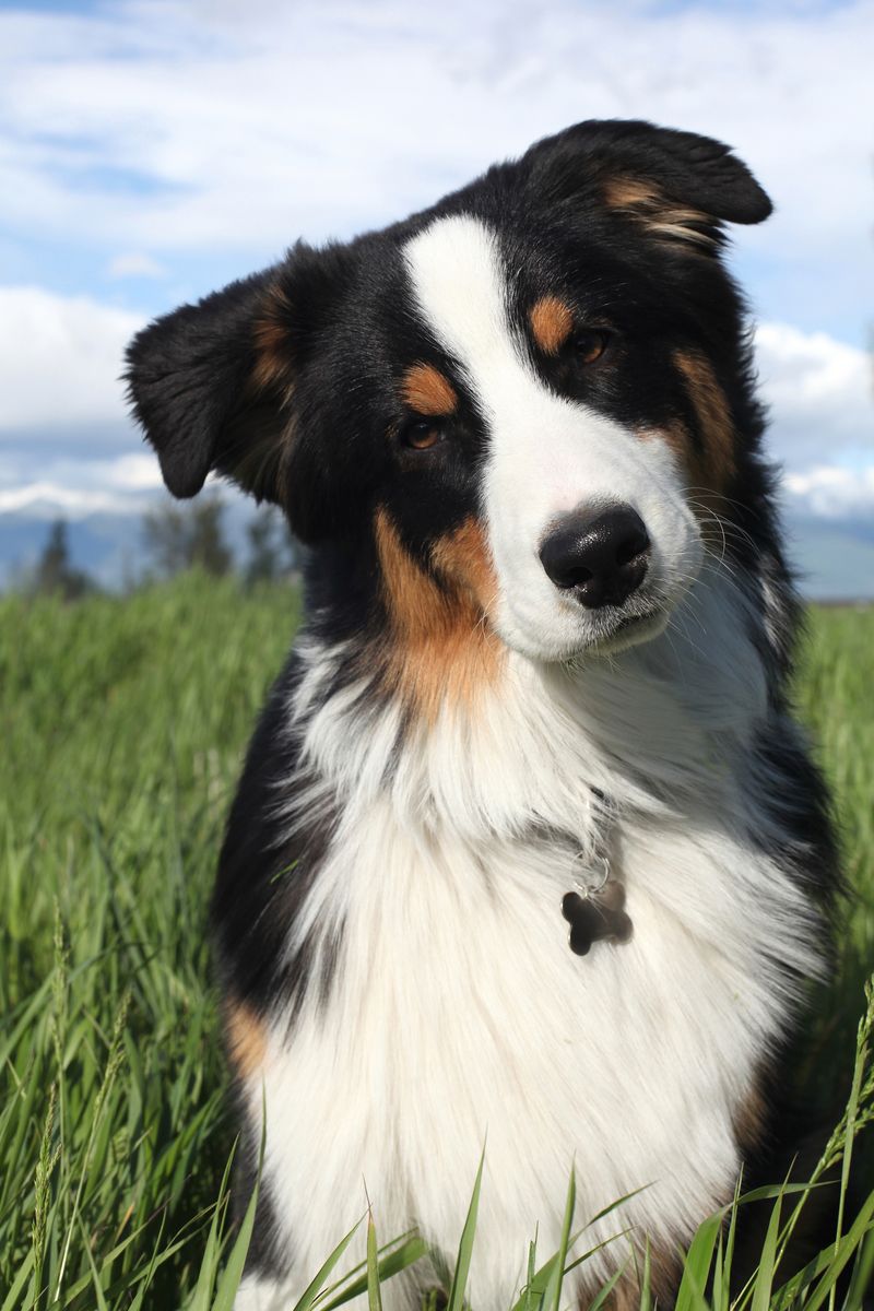Australian Shepherd