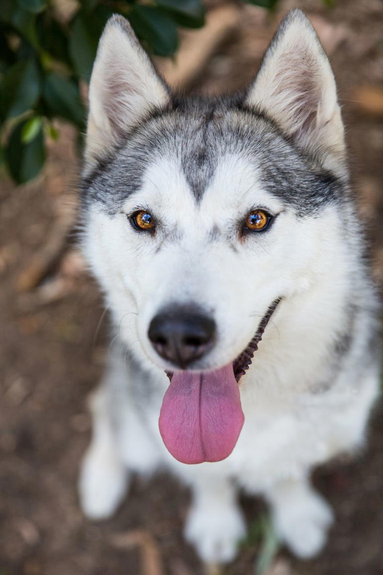 a-definitive-ranking-of-the-25-cutest-dog-breeds