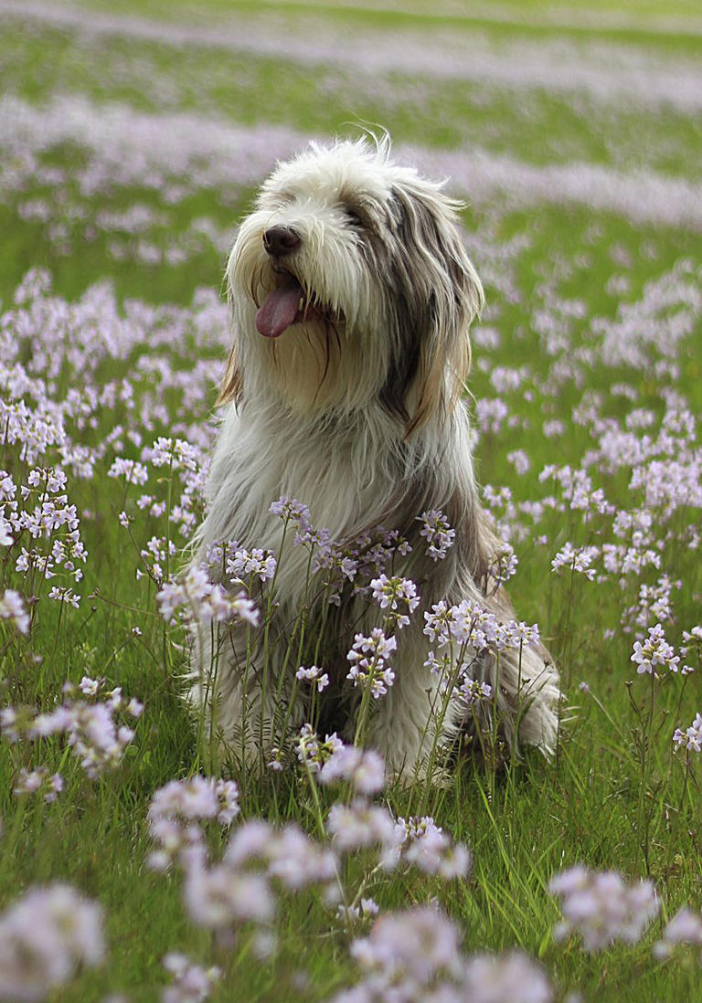 40 Medium-Sized Dog Breeds That Are the Perfect for Any Family