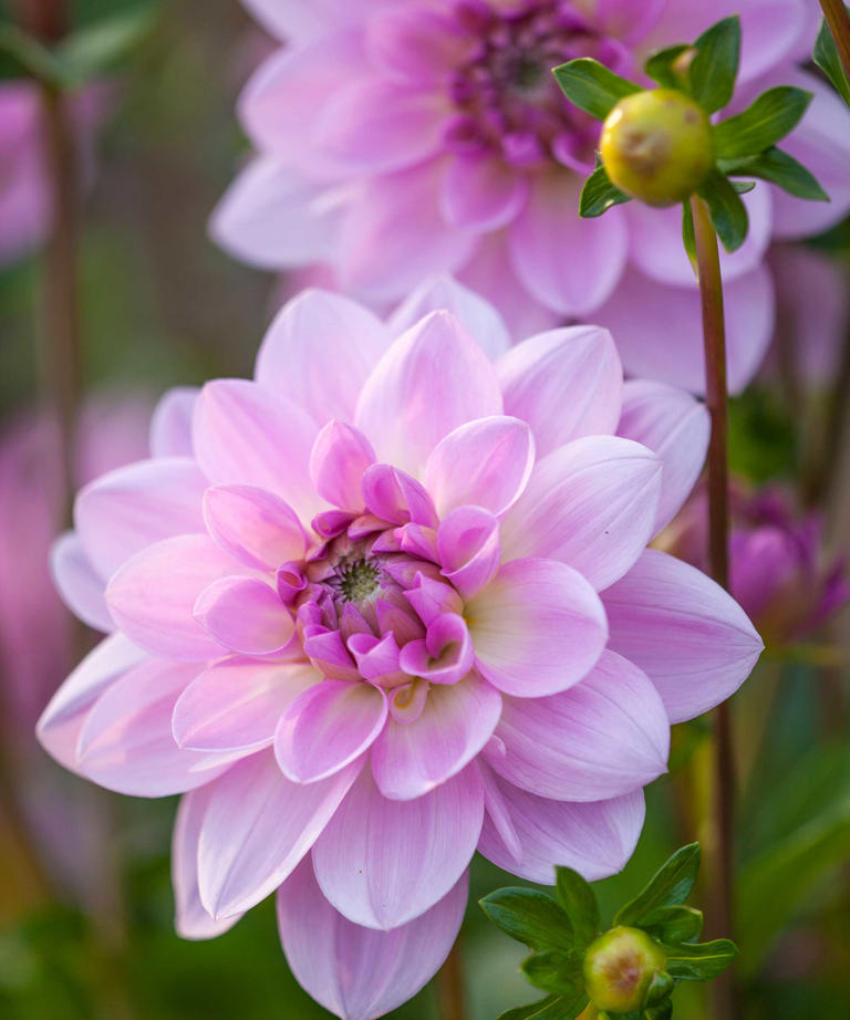 How to grow dahlias from seed – floral experts hail ‘exciting and ...