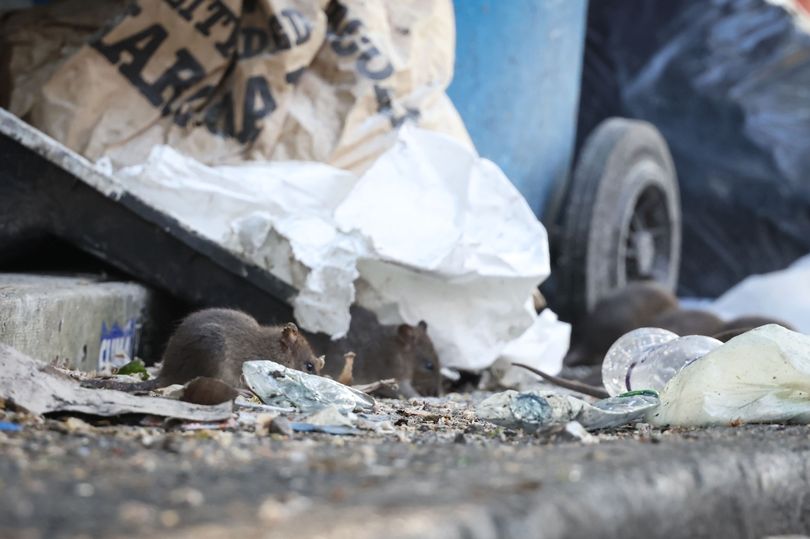 Expert shares best ways to keep mice and rats out of your home