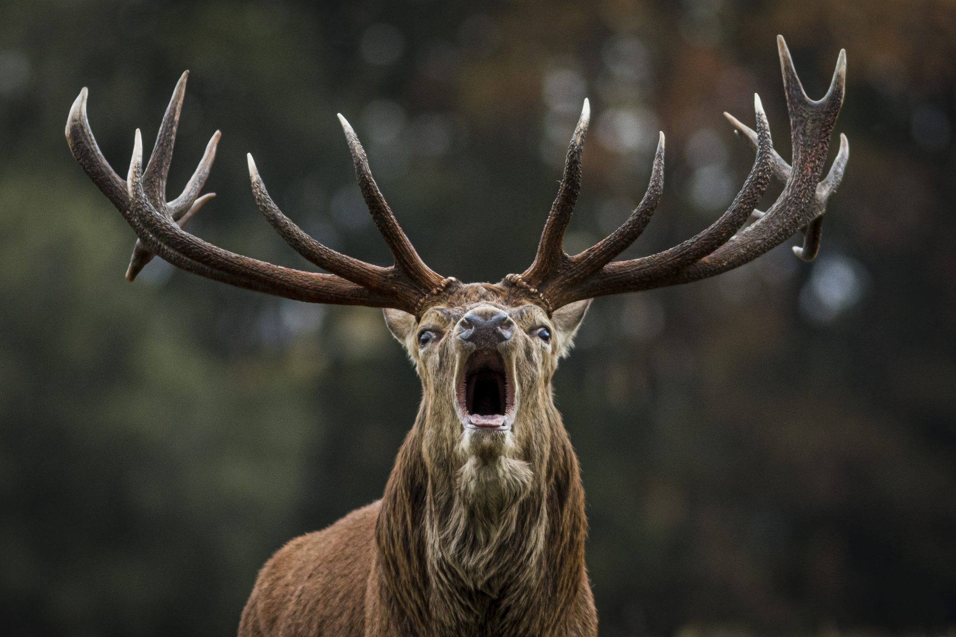 Scientists are worried about the ‘Zombie Deer Disease’ in America