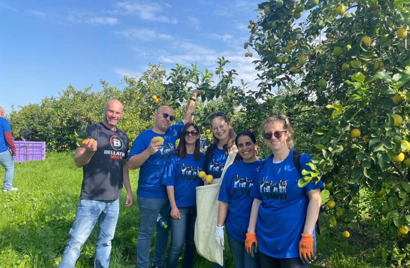 ben & jerry's executives join lemon picking to aid farmers