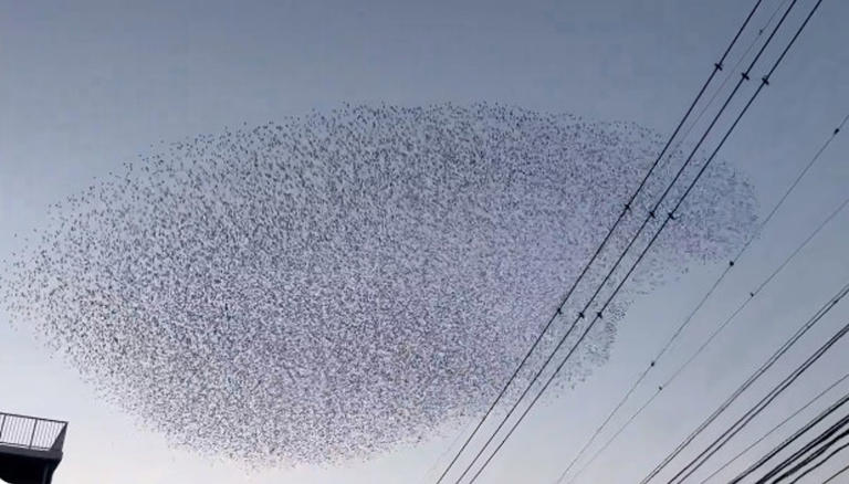 天空可見千隻鳥類集體逃難飛翔。（翻攝X@ryoko_725）