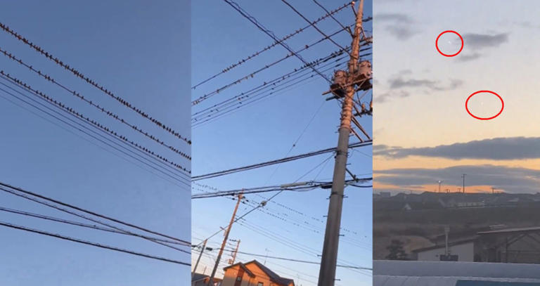 日本強震前傳出多起異象，網友目睹天空出現詭異物體墜落，還有眾多鳥停留在電線上。（翻攝X@achenmaat、@GokMedresesiiii）