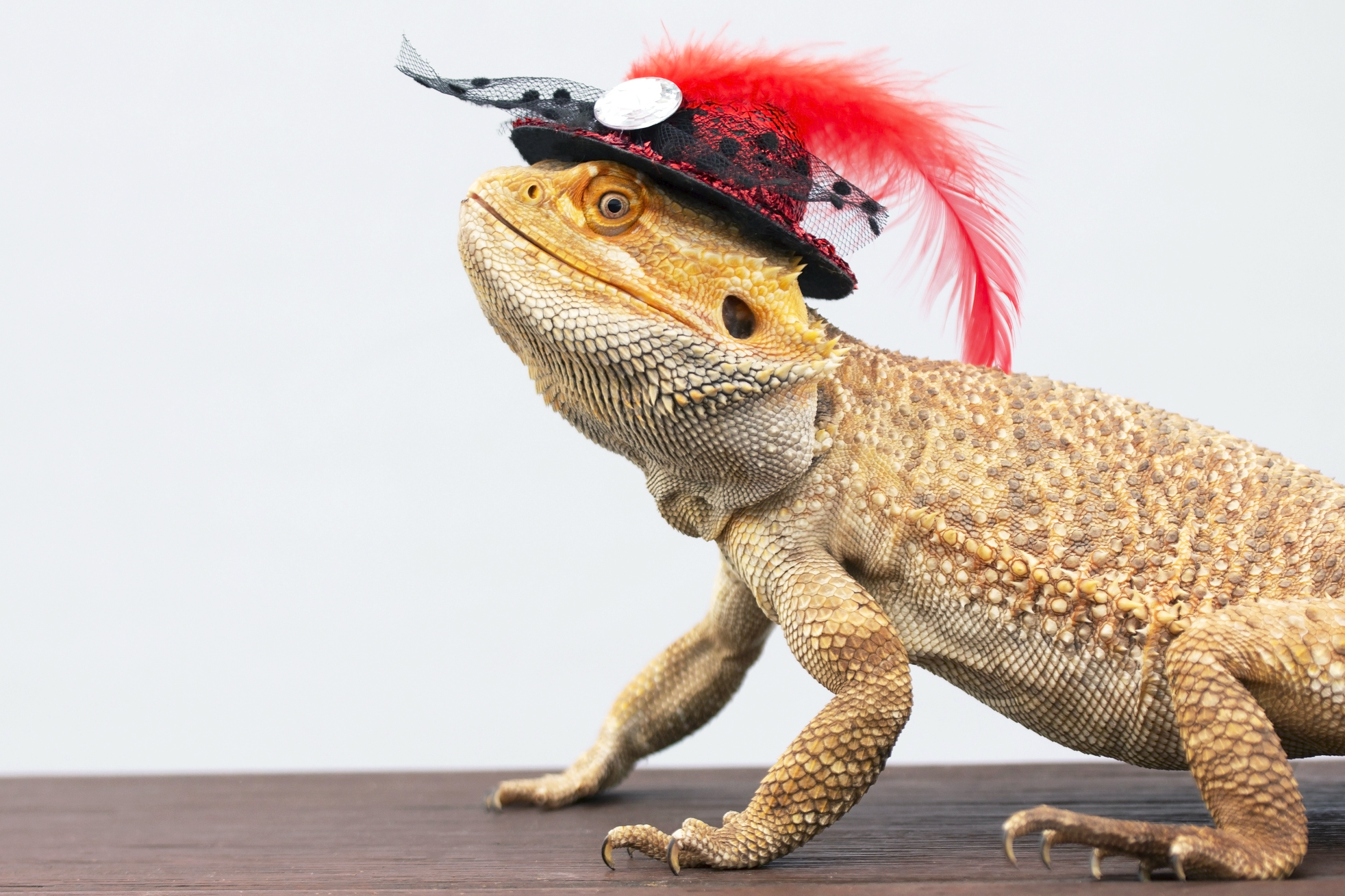 15 Lizards Showing Off Their Tiny Hats & Big Cuteness